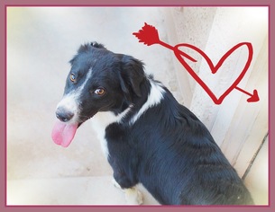 Border-Aussie Dogs for adoption in Chandler, AZ, USA