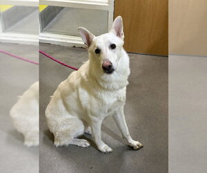 German Shepherd Dog Dogs for adoption in Forestville, MD, USA