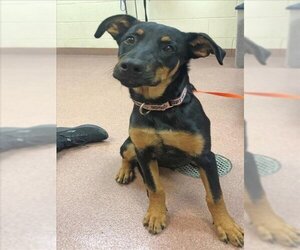 Rotterman Dogs for adoption in Ogden, UT, USA