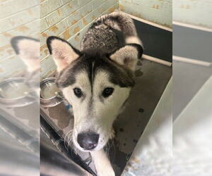 Siberian Husky Dogs for adoption in Stockton, CA, USA