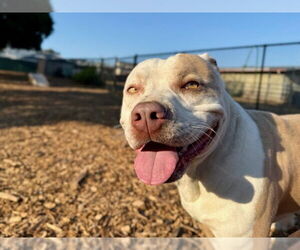 American Pit Bull Terrier Dogs for adoption in Santa Cruz, CA, USA