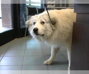Great Pyrenees Dogs for adoption in Nashville, TN, USA