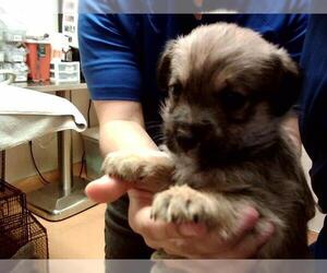 Mutt Dogs for adoption in Martinez, CA, USA