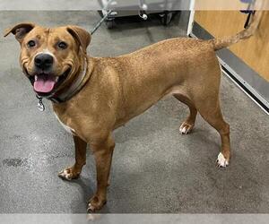 Labrador Retriever-Unknown Mix Dogs for adoption in Forestville, MD, USA