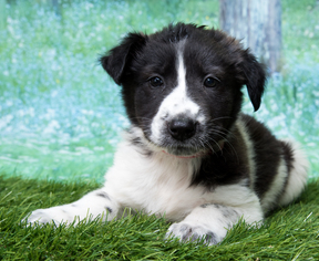 Border Collie Dogs for adoption in Denver, CO, USA