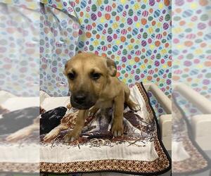German Shepherd Dog-Unknown Mix Dogs for adoption in Modesto, CA, USA