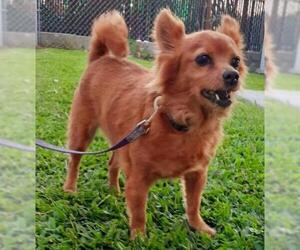 Chion Dogs for adoption in Marrero, LA, USA