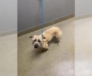 Mutt Dogs for adoption in Las Vegas, NV, USA