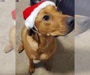 American Staffordshire Terrier-Boxer Mix Dogs for adoption in San Antonio, TX, USA
