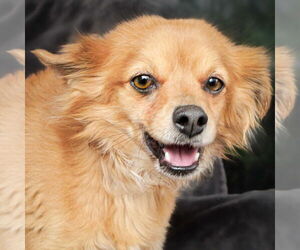 Chiranian Dogs for adoption in Albuquerque, NM, USA