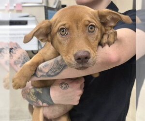 German Shepherd Dog-Unknown Mix Dogs for adoption in Conroe, TX, USA