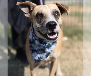 Mutt Dogs for adoption in San Antonio, TX, USA