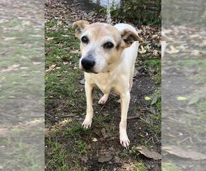 Jack Russell Terrier Dogs for adoption in Calverton, NY, USA