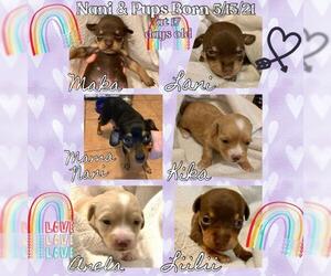 Chipin Dogs for adoption in San Bernardino , CA, USA