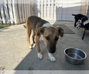 Mutt Dogs for adoption in Fremont, CA, USA