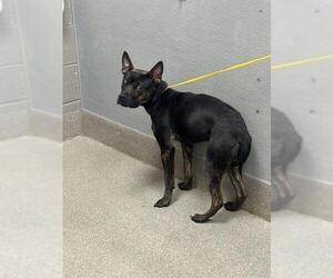 Mutt Dogs for adoption in Las Vegas, NV, USA