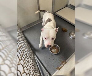 American Pit Bull Terrier Dogs for adoption in Glen Allen, VA, USA