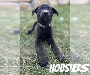 Labrador Retriever-Unknown Mix Dogs for adoption in Sandy, UT, USA