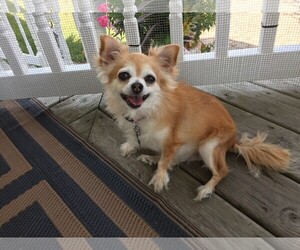 Chihuahua Dogs for adoption in Durham, NC, USA