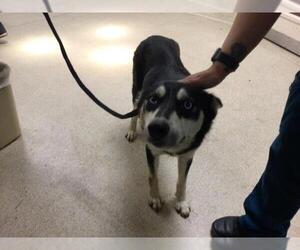 Siberian Husky Dogs for adoption in Riverside, CA, USA
