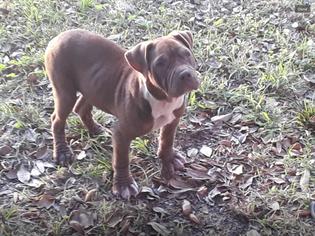 Small Bulldog Mix