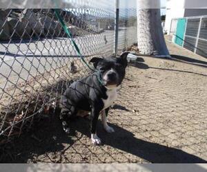 Boston Terrier Dogs for adoption in Norco, CA, USA