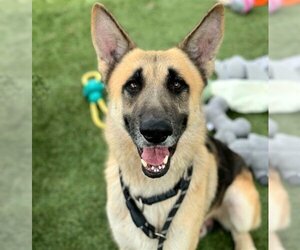 German Shepherd Dog Dogs for adoption in Houston, TX, USA