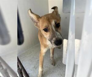 Chihuahua-Unknown Mix Dogs for adoption in Houston, TX, USA