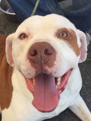 American Bulldog-Unknown Mix Dogs for adoption in Richmond, VA, USA
