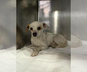 Chihuahua Dogs for adoption in Bakersfield, CA, USA