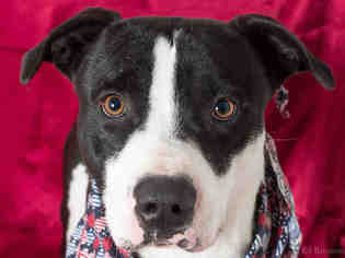 American Pit Bull Terrier-Pointer Mix Dogs for adoption in South Lake Tahoe, CA, USA