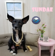 Medium Photo #1 Dachshund-Unknown Mix Puppy For Sale in Arcadia, FL, USA