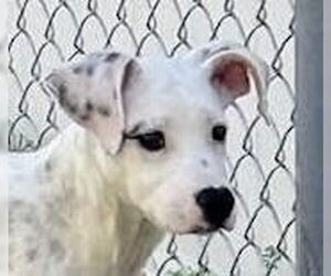Mutt Dogs for adoption in Canton, CT, USA