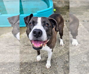 Medium Photo #2 American Pit Bull Terrier-American Staffordshire Terrier Mix Puppy For Sale in Rockaway, NJ, USA