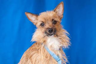 Cairwich Terrier Dogs for adoption in Pasadena, CA, USA