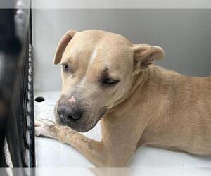 American Pit Bull Terrier Dogs for adoption in Houston, TX, USA