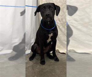 Labrador Retriever Dogs for adoption in Rosenberg, TX, USA