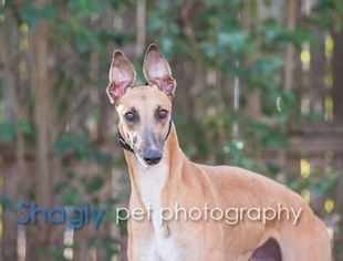 Medium Photo #1 Greyhound Puppy For Sale in Dallas, TX, USA