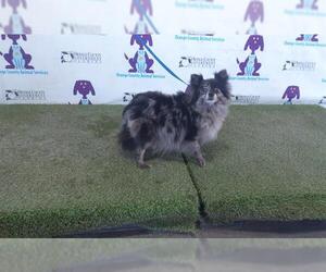 Pomeranian Dogs for adoption in Orlando, FL, USA