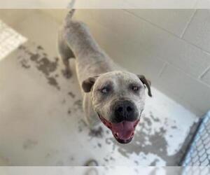 American Bulldog Dogs for adoption in Raleigh, NC, USA