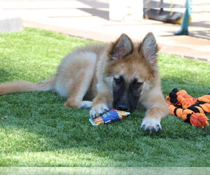 German Shepherd Dog-Unknown Mix Dogs for adoption in San Diego, CA, USA