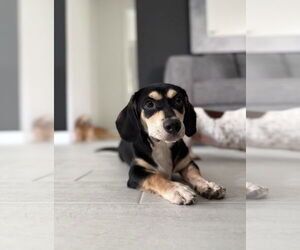 Dachshund-Unknown Mix Dogs for adoption in Weston, FL, USA