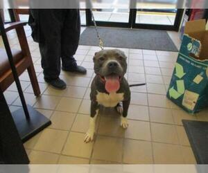 American Staffordshire Terrier Dogs for adoption in Ocala, FL, USA