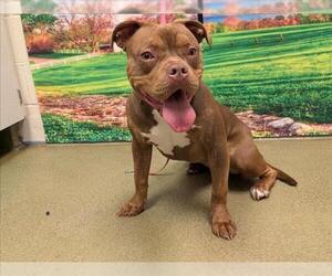 American Pit Bull Terrier-Unknown Mix Dogs for adoption in Moreno Valley, CA, USA