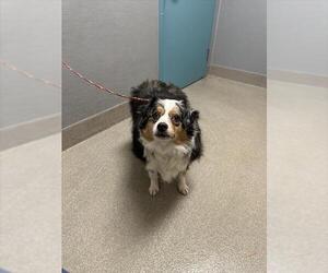 Australian Shepherd-Unknown Mix Dogs for adoption in Las Vegas, NV, USA