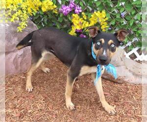 Mutt Dogs for adoption in Oklahoma City, OK, USA