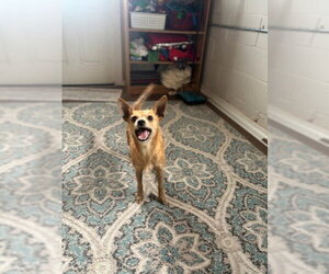 Mutt Dogs for adoption in San Leon, TX, USA