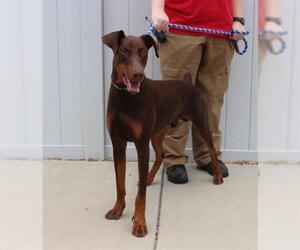 Doberman Pinscher Dogs for adoption in Louisville, KY, USA