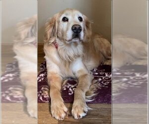 Golden Retriever Dogs for adoption in St. Louis Park, MN, USA