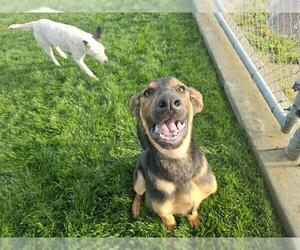 Doberman Pinscher-Unknown Mix Dogs for adoption in Bakersfield, CA, USA
